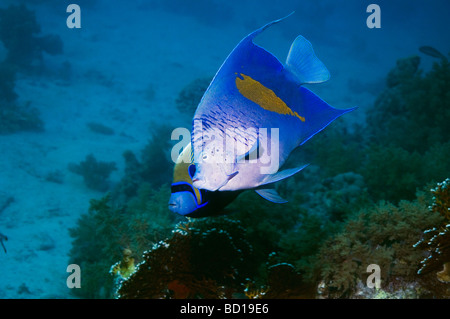 Yellowbar angelfish Pomacanthus maculosus et empereur de poissons-anges en arrière-plan l'Egypte Mer Rouge Banque D'Images