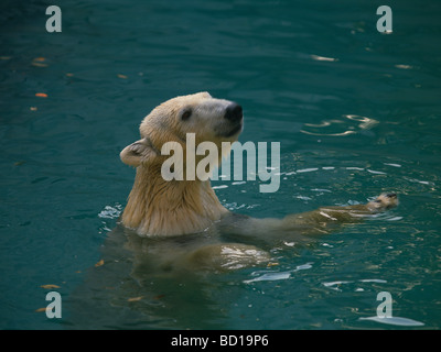 L'ours polaire dans l'eau de la ville de Kushiro, préfecture d'Hokkaido au Japon Banque D'Images