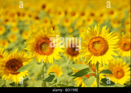 Champ de tournesols full frame-Borromee préfecture de Kanagawa au Japon Banque D'Images