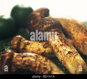 Champignons Matsutake Banque D'Images