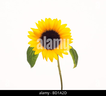 Tournesol Banque D'Images