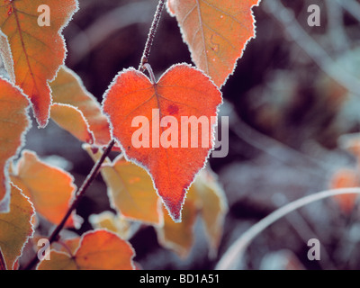 Feuilles givrées close up la préfecture de Nagano au Japon Banque D'Images