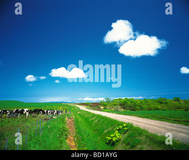 Vaches qui paissent Hokkaido Prefecture Japon Banque D'Images