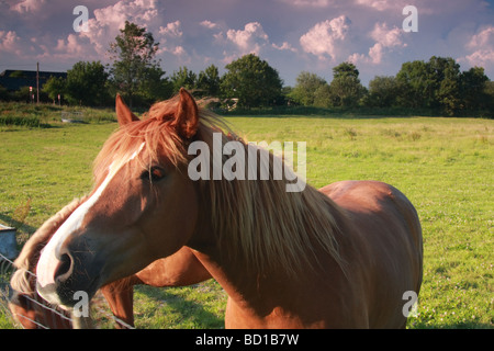 Beaux chevaux sur les terres agricoles dans le sud de l'Angleterre Banque D'Images