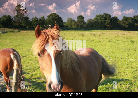 Beaux chevaux sur les terres agricoles dans le sud de l'Angleterre Banque D'Images