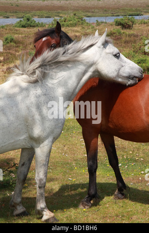 Beaux chevaux dans le parc national New Forest, Royaume-Uni Banque D'Images