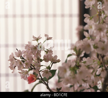 Cerisiers en fleurs Banque D'Images