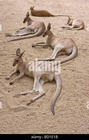 Macropus rufus kangourou rouge reposant Banque D'Images