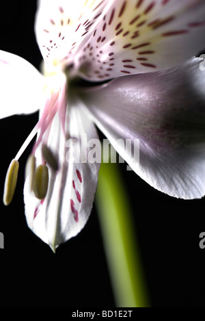 L'Alstroemeria lily, extreme close-up Banque D'Images