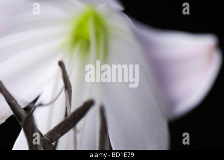 L'étamine de la fleur, close-up Banque D'Images