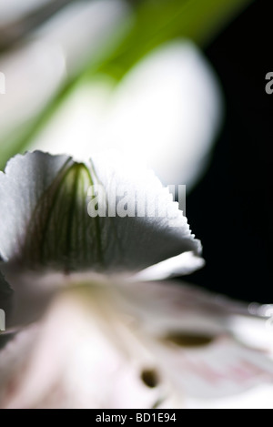 Pétale de fleur, close-up Banque D'Images