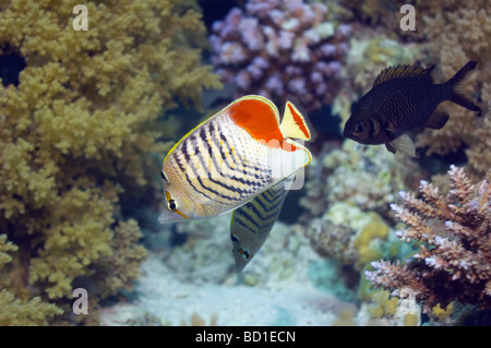 Papillons d'Cheatodon paucifasciatus Gamme Mer Rouge et du golfe d'Aden Egypte Mer Rouge Banque D'Images