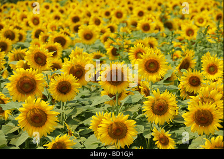 Champ de tournesols full frame-Borromee préfecture de Kanagawa au Japon Banque D'Images