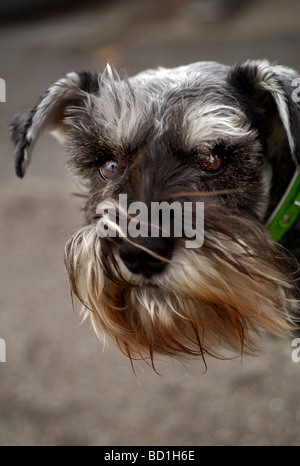 Un chien Schnauzer nain semble timidement dans l'appareil photo avec eybrows néotomas Banque D'Images