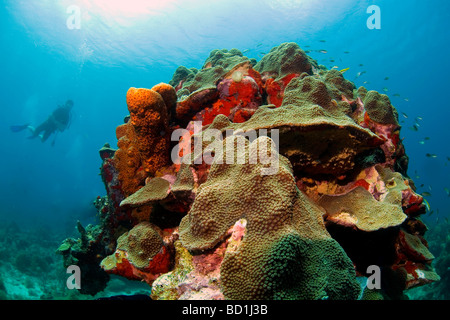 La plongée sur la barrière de corail de Watamula dans l'océan de l'île des Caraïbes Curaçao dans les Antilles néerlandaises Banque D'Images
