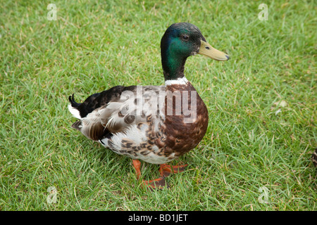 Homme Canard colvert (Anas platyrhynchos) Stoke Gabriel Devon, Angleterre Banque D'Images