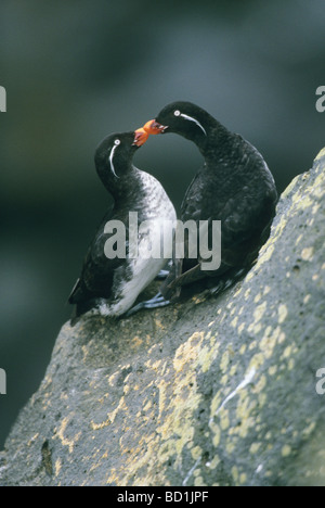 (Cyclorrhynchus psittacula starique perroquet) îles Pribilof, Mer de Béring, en Alaska, USA Banque D'Images