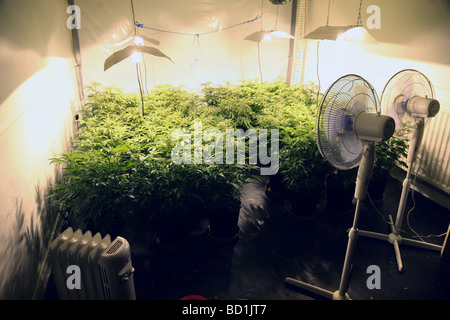 Une ferme de cannabis dans un appartement, Angleterre du Nord-Est Banque D'Images