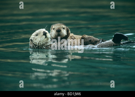 Le nord de loutre de mer (Enhydra lutris) mère avec pup, Prince William Sound, Alaska Banque D'Images