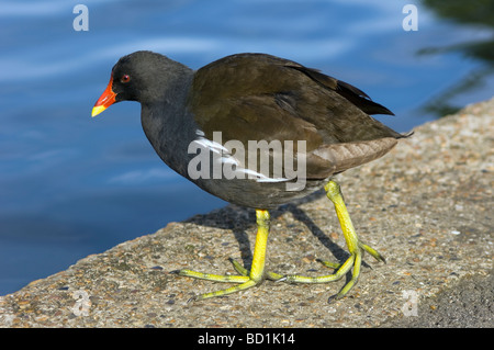 Gallinule poule-d'eau Gallinula chloropus UK Banque D'Images