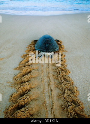 Tortue verte (Chelonia mydas) femmes de retourner à la mer après la nidification, l'île de l'Ascension, l'Atlantique Sud Banque D'Images