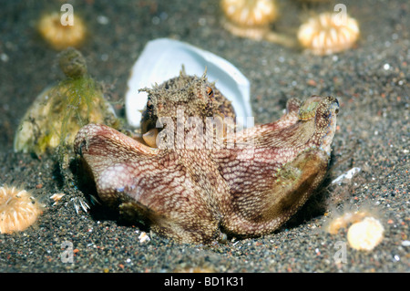 Octopus Octopus marginatus veiné sur sable de lave avec coraux solitaires. Bali, Indonésie. Banque D'Images