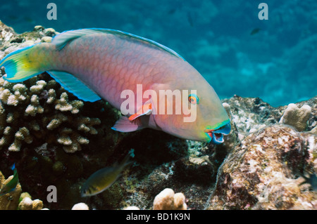 Poisson perroquet Scarus sp La mer d'Andaman en Thaïlande Banque D'Images