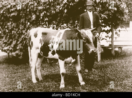 Producteur de lait Afficher jeune vache Banque D'Images