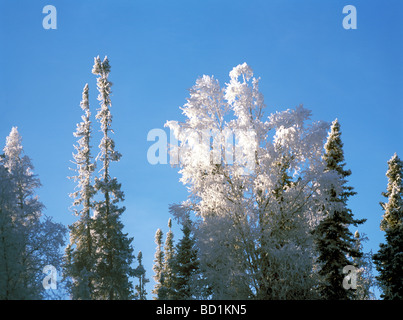 Les arbres givrés en hiver dans la rivière Liard Hot Springs Provincial Park, dans le Nord de la Colombie-Britannique, Canada Banque D'Images