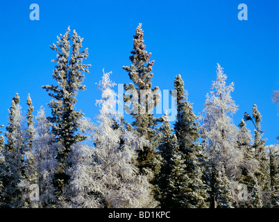 Les arbres givrés en hiver dans la rivière Liard Hot Springs Provincial Park, dans le Nord de la Colombie-Britannique, Canada Banque D'Images