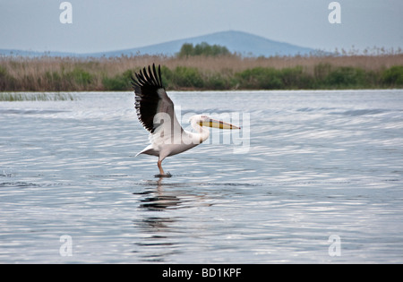 Great White Pelican taking flight le Delta du Danube en Roumanie Banque D'Images