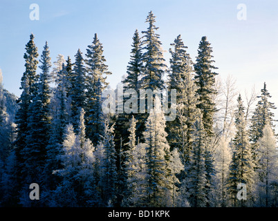 Les arbres givrés en hiver dans la rivière Liard Hot Springs Provincial Park, dans le Nord de la Colombie-Britannique, Canada Banque D'Images