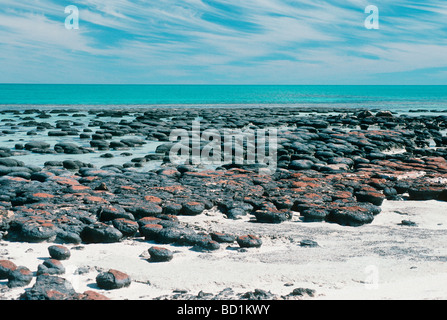 Les stromatolites. La Réserve Naturelle Marine Des Hamelin Pool, la baie Shark, Australie occidentale. Banque D'Images