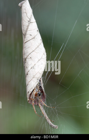 Leaf-Phonognatha spider curling graeffei Banque D'Images