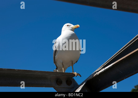 Un adulte de goéland argenté pattes jaune assis sur le pilier du funiculaire. Gibraltar. L'Europe Banque D'Images