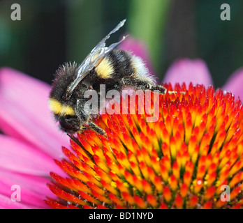 Bumble Bee. Banque D'Images