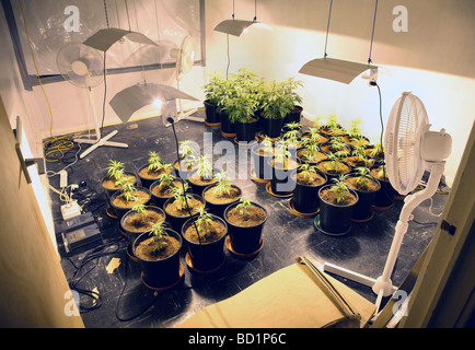 Une ferme de cannabis dans un appartement, au Nord Est de l'Angleterre. Banque D'Images