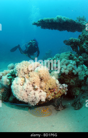 Rencontre avec un rayon à points bleus tandis que la plongée dans le récif des dauphins en mer Rouge près de Marsa Alam en Egypte Banque D'Images