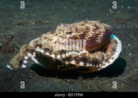 Octopus Octopus marginatus veiné avec les bivalves. Détroit de Lembeh, Sulawesi, Indonésie Banque D'Images