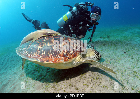 Rencontre avec une tortue alors que la plongée dans la mer Rouge près de Marsa Alam en Egypte Banque D'Images