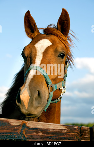 Libre de la tête d'un cheval sur fond de ciel Banque D'Images