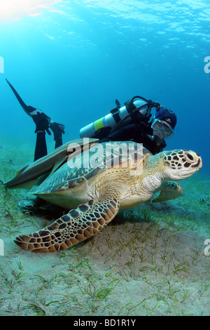 Rencontre avec une tortue alors que la plongée dans la mer Rouge près de Marsa Alam en Egypte Banque D'Images