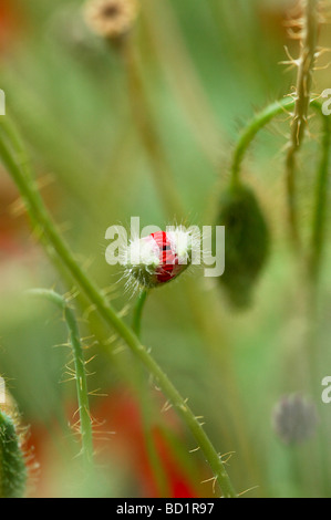 Anémone coronaria AKA Israël marigold espagnol ou en hébreu Kalanit bourgeon d'ouverture Banque D'Images