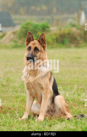 Berger allemand en jardin Banque D'Images