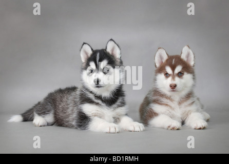 Deux CHIOTS HUSKY Banque D'Images