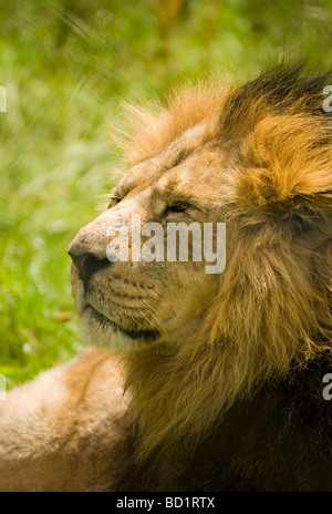 L'Asiatique mâle lion (Panthera leo persica) Banque D'Images