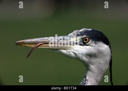 Héron cendré Ardea cinerea Regents Park Londres Juillet 2009 Banque D'Images