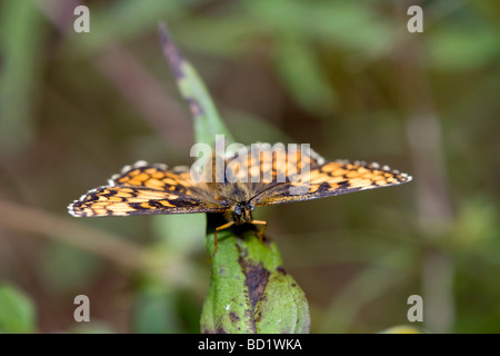 Heath fritillary Mellicta athalia papillon sur une feuille Cornwall Banque D'Images