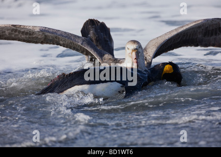 Pétrel géant Macronectes giganteus manger dead manchot royal Aptenodytes patagonicus sur plage Gold Harbour Géorgie du Sud Banque D'Images