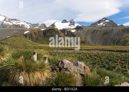 Des bébés phoques à fourrure antarctique Arctocephalus gazella et King penguin colony Aptenodytes patagonicus Gold Harbour Géorgie du Sud Banque D'Images